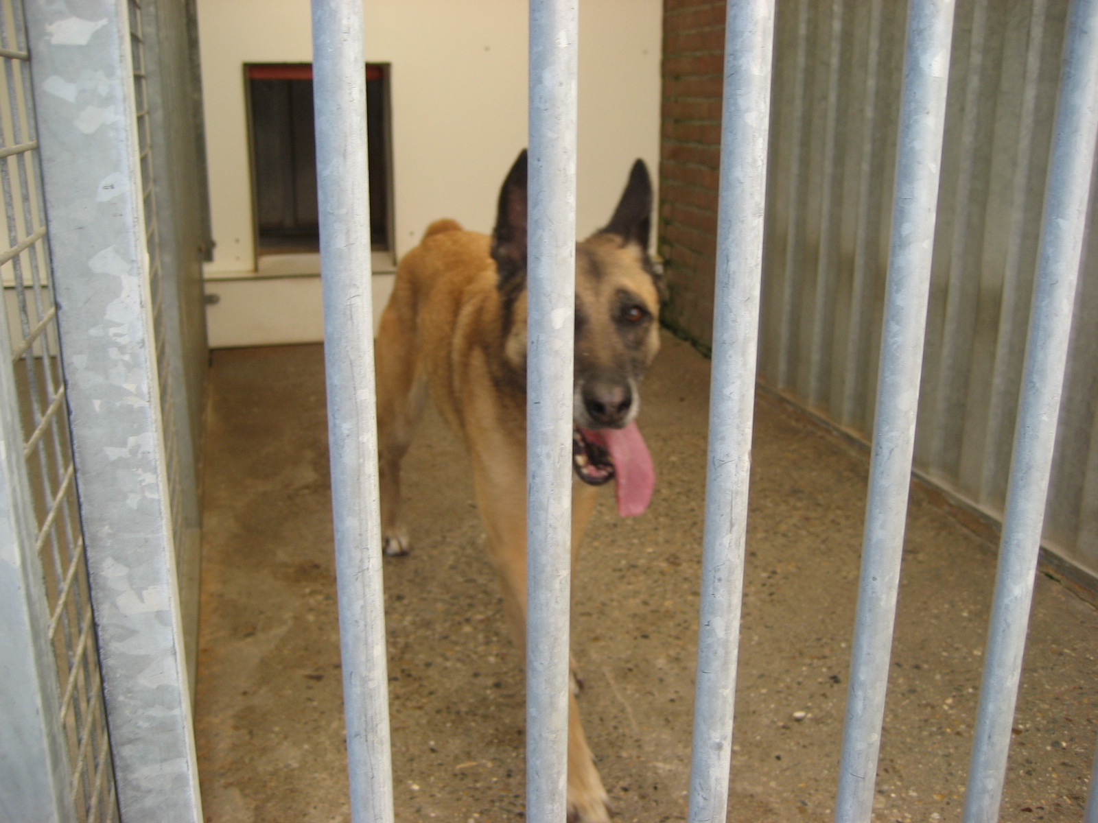 In beslaggenomen huishonden voor veel geld verkocht als K9 security dogs naar buitenland